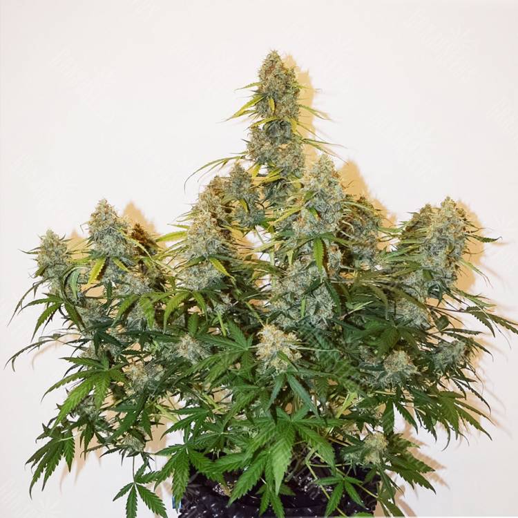 Auto Colorado Cookies feminised Dutch Passion Seeds Auto Colorado Cookies feminised Dutch Passion Seeds