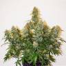 Auto Colorado Cookies feminised Dutch Passion Seeds Auto Colorado Cookies feminised Dutch Passion Seeds