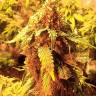 купить семена конопли LA Cannalope feminised DNA Genetics