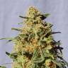 семена конопли курьером White Domina feminised Kannabia Seeds