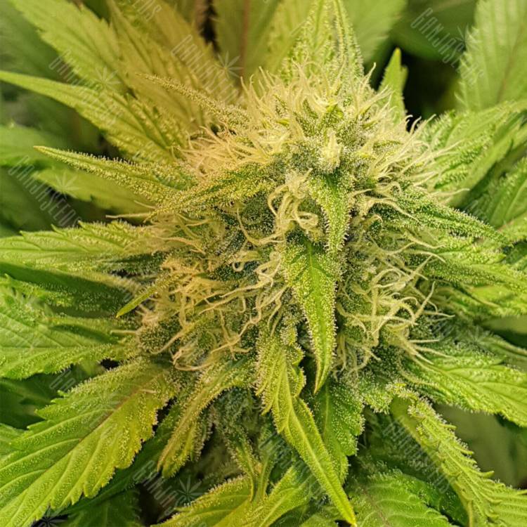 семена конопли в России White Domina feminised Kannabia Seeds