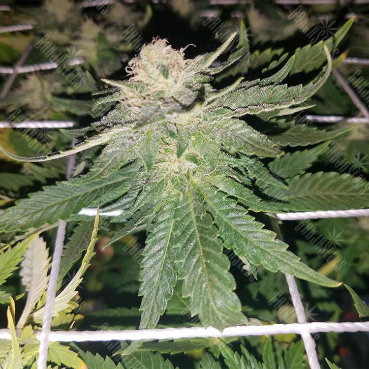 заказ семян конопли Москва Super Skunk regular Nirvana Seeds заказ семян конопли Москва Super Skunk regular Nirvana Seeds