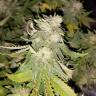 семена конопли индика Super Skunk regular Nirvana Seeds семена конопли индика Super Skunk regular Nirvana Seeds