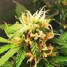 семена конопли с доставкой Auto Royal Gorilla feminised Royal Queen