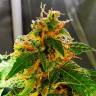 семена конопли автоцвет Auto Royal Gorilla feminised Royal Queen
