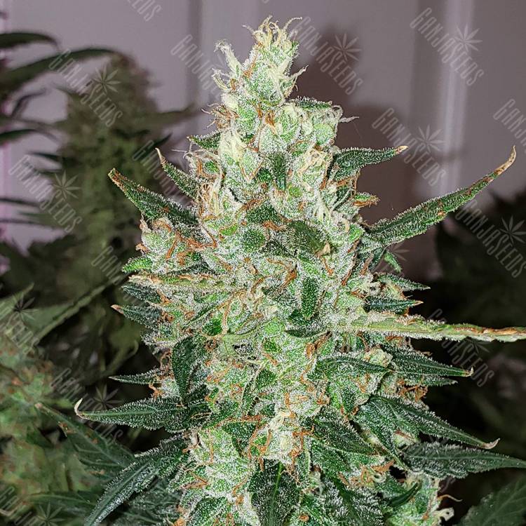 семена конопли с доставкой Auto Green Poison feminised Sweet Seeds