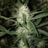 мощные семена конопли Auto Green Poison feminised Sweet Seeds