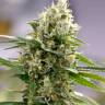 Семена конопли Auto Easy Bud feminised Ganja Seeds заказать