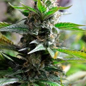 Auto Super Skunk feminised Ganja Seeds