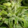 заказать качественные семена конопли Euforia feminised