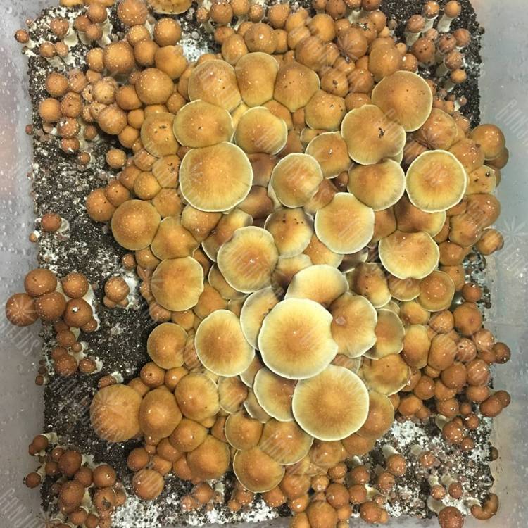 мицелии Lizard King мицелии Lizard King