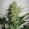 семена культурной конопли купить Auto Jack Herer feminised Green House Seeds