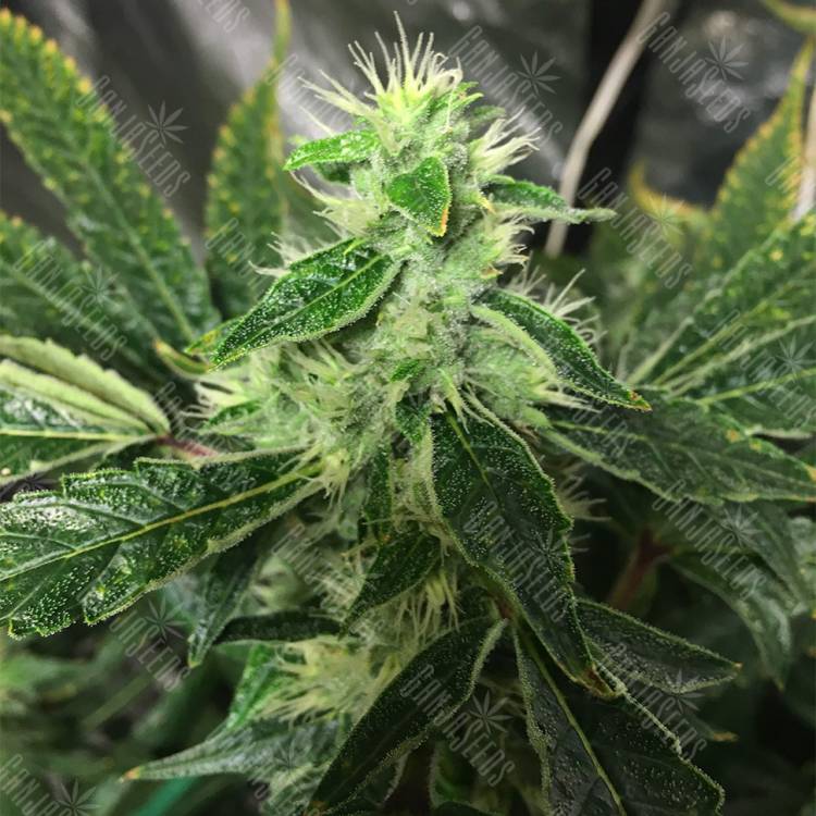 семена культурной конопли купить Honey B feminised Barneys Farm