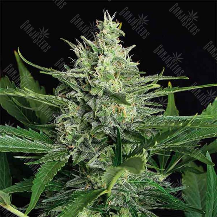 семена конопли для выращивания Auto Green Gummy feminised Exotic Seed семена конопли для выращивания Auto Green Gummy feminised Exotic Seed