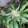 семена конопли для посадки купить Snow White regular Nirvana Seeds семена конопли для посадки купить Snow White regular Nirvana Seeds