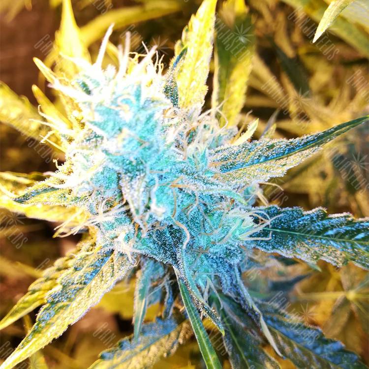 семена конопли интернет магазин Auto Royal Bluematic feminised Royal Queen семена конопли интернет магазин Auto Royal Bluematic feminised Royal Queen