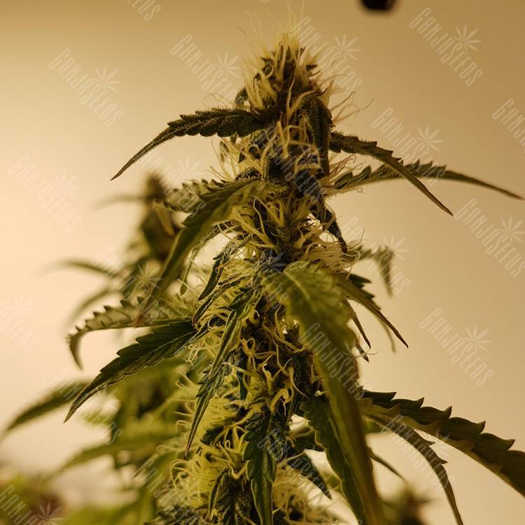 семена конопли интернет магазин Auto Green Poison XL feminised Sweet Seeds