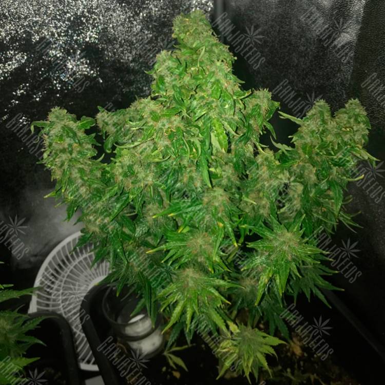 Семки Auto Quick One feminised Ganja Seeds купить