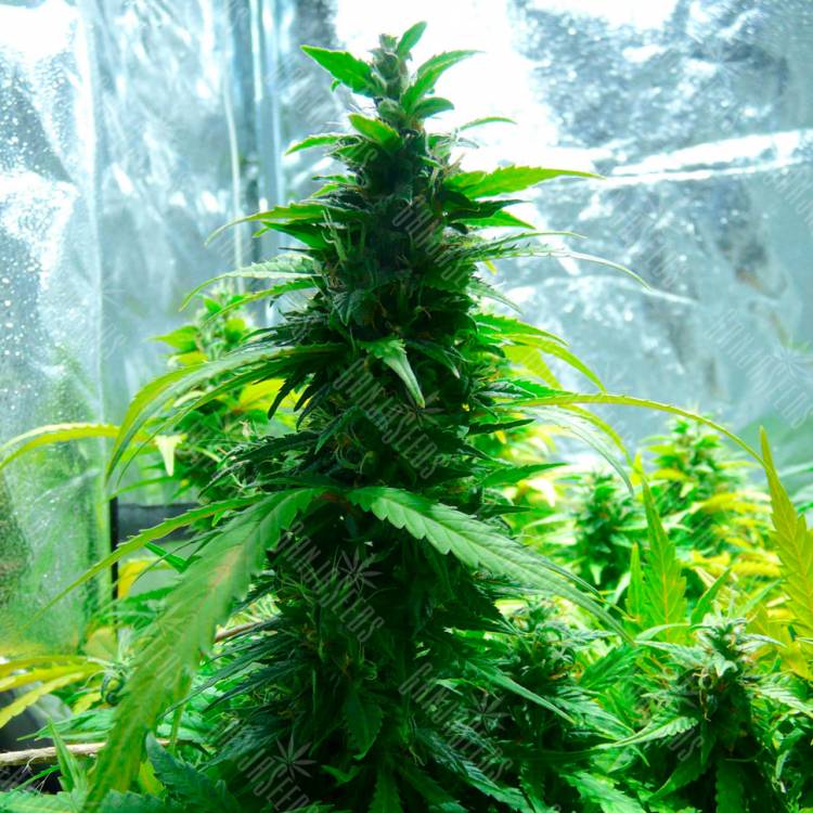 семена конопли наложенным платежом Auto Super Skunk regular