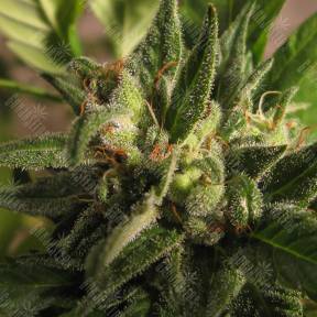 Black Domina x M8 feminised Ganja Seeds