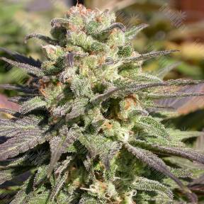Warlock feminised Ganja Seeds
