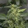 семена конопли курьером Auto White Widow feminised Green House Seeds