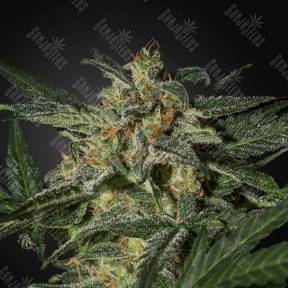 Auto White Widow feminised Green House Seeds