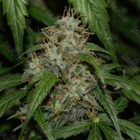 Auto Daiquiri Lime feminised Dutch Passion Seeds