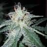 Blueberry Cream feminised RuSeeds Blueberry Cream feminised RuSeeds