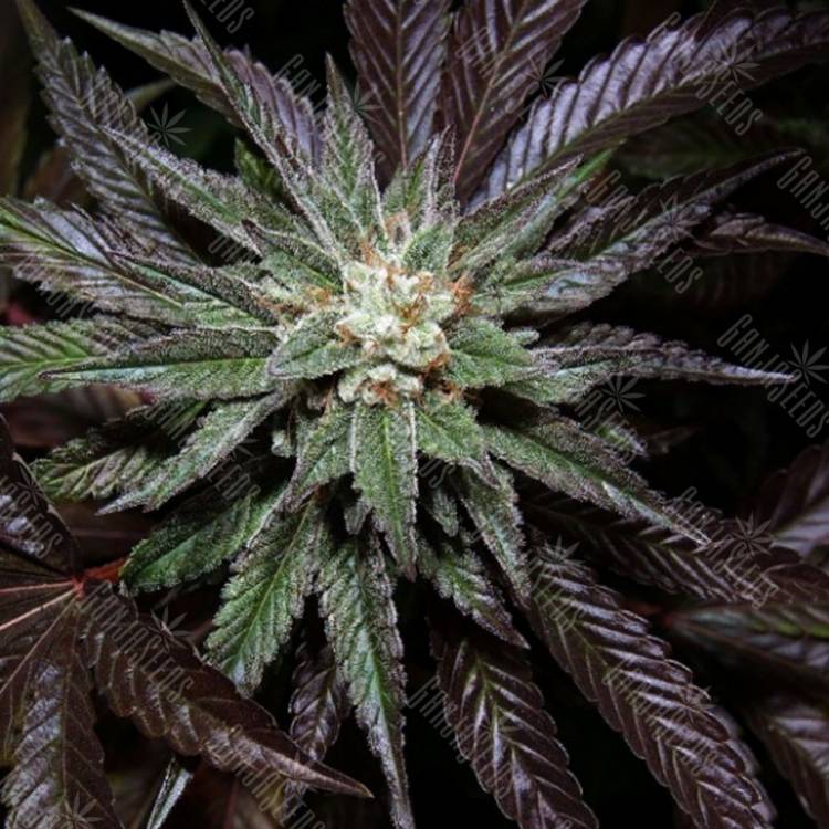 где заказать семена конопли LA Confidential feminised DNA Genetics