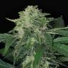 семена конопли элитных сортов Auto Jungle Fever feminised Exotic Seed