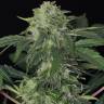 семена конопли аутдор Auto Jungle Fever feminised Exotic Seed