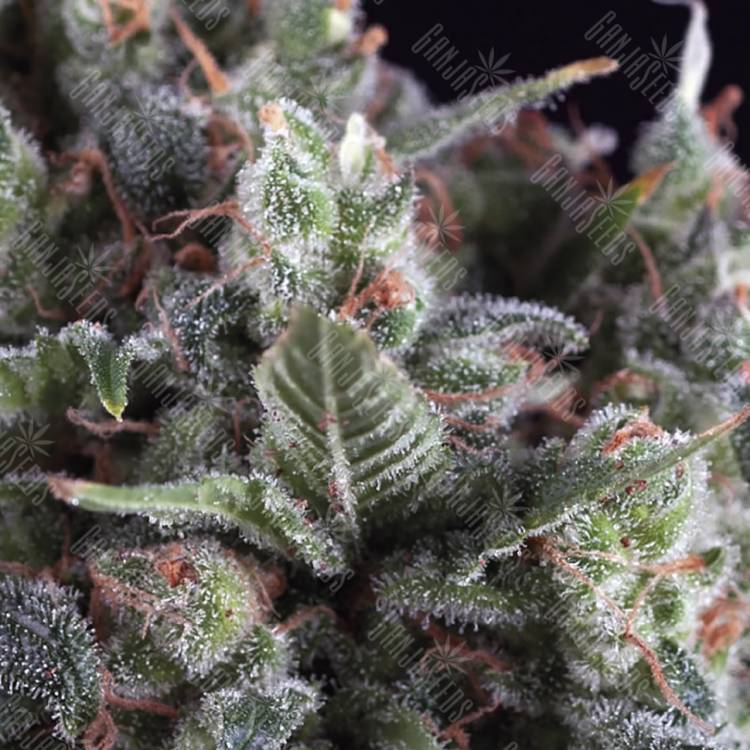 семена конопли Россия Auto Olympia feminised Pyramid Seeds