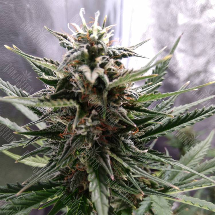 качественные семена конопли Auto Royal Cheese feminised Royal Queen качественные семена конопли Auto Royal Cheese feminised Royal Queen