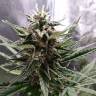 качественные семена конопли Auto Royal Cheese feminised Royal Queen качественные семена конопли Auto Royal Cheese feminised Royal Queen