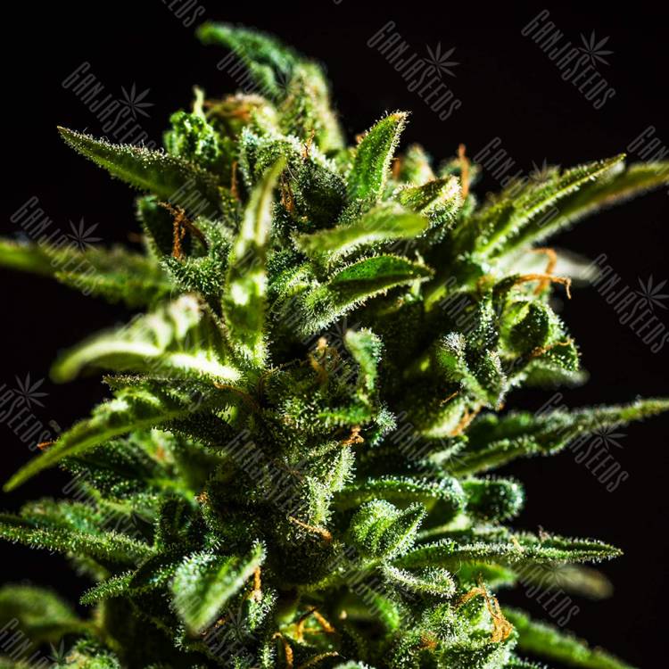 качественные семена конопли Auto Honey Peach CBD feminised Sweet Seeds