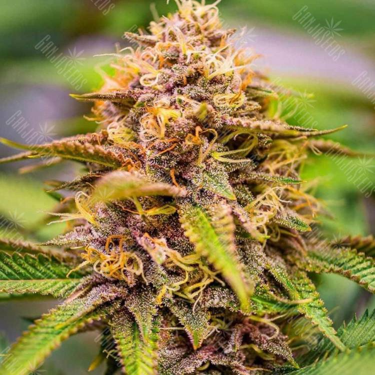 семена конопли с доставкой Skunk #11 feminised