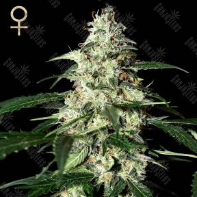 Auto Skunk feminised Green House Seeds