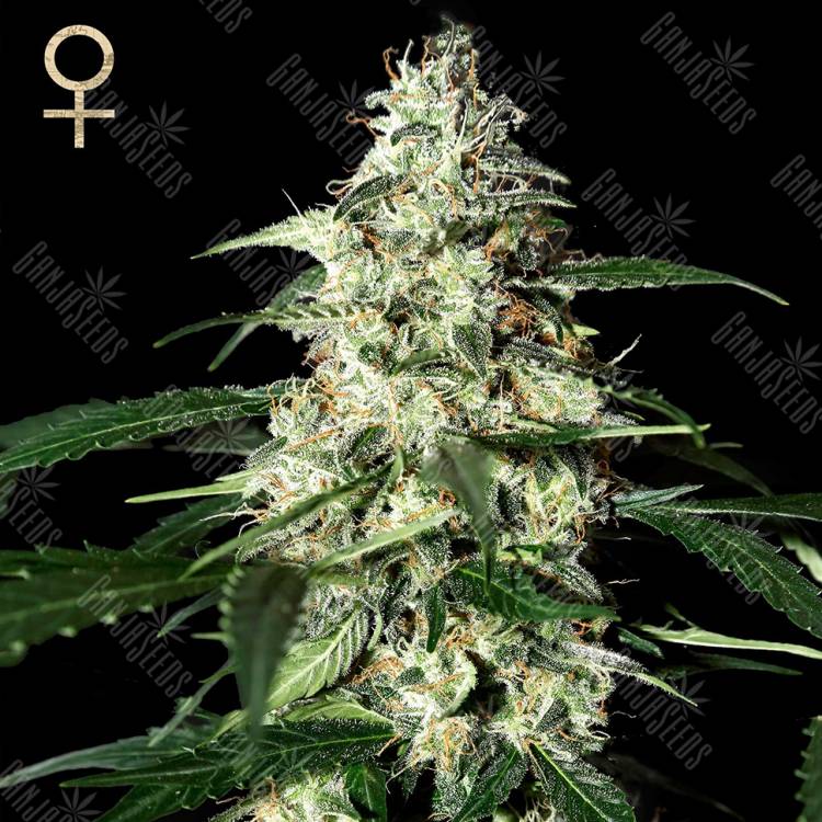 семена конопли марихуаны Auto Skunk feminised Green House Seeds