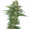 семена конопли гидропоники Auto Skunk feminised Green House Seeds