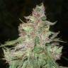 Auto Desfran feminised Dutch Passion Seeds