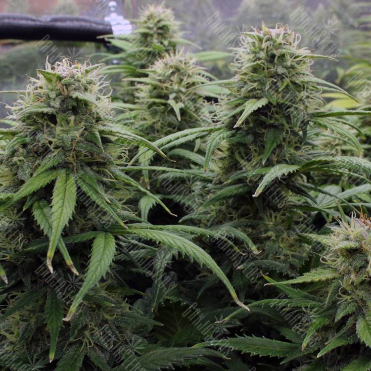 семена конопли в фирменной упаковке Kenepshep feminised Bang Seeds