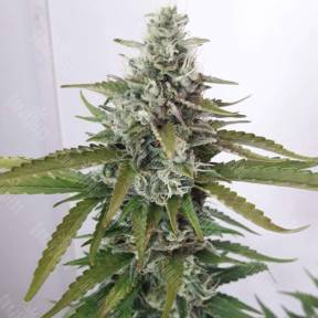 White Willow regular Ganja Seeds