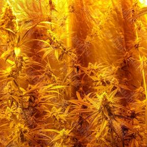 Liberty Haze feminised Barneys Farm