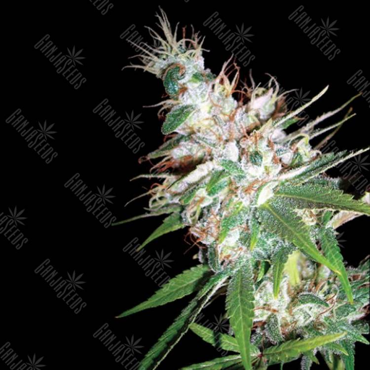 заказать на сайте семена конопли LA Woman feminised DNA Genetics