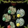 семена конопли в фирменной упаковке Rasta K Mix feminised Green House Seeds