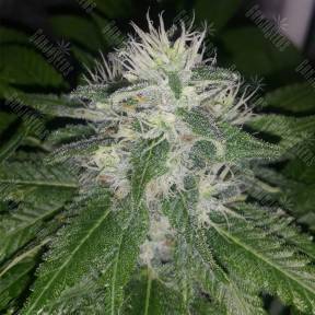 Mataro Blue CBD feminised Kannabia Seeds