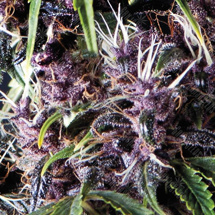 семена конопли в России Auto Purple feminised Pyramid Seeds семена конопли в России Auto Purple feminised Pyramid Seeds