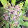 семена конопли индика Auto Purple feminised Pyramid Seeds семена конопли индика Auto Purple feminised Pyramid Seeds