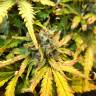 заказ семян конопли Москва Auto Royal Creamatic feminised Royal Queen